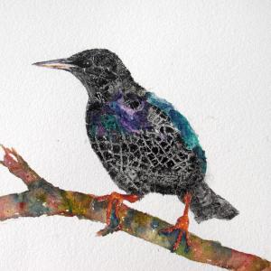 Annie Rice. Beccles. Protect Preserve The Starling. Collage Watercolour