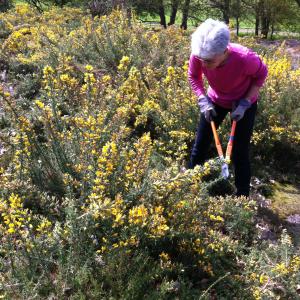 Ann-Jones-cutting-gorse-balckheath-May-2013.JPG