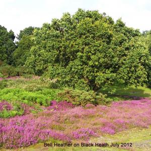 Bell-Heather-on-Black-Heath-2.jpg