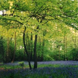 Bluebells-in-Vicarage-Grove-4.jpg