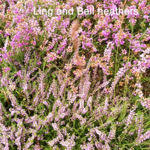 Ling-and-Bell-heathers.jpg