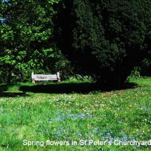 Spring-flowers-in-Churchyard2.jpg