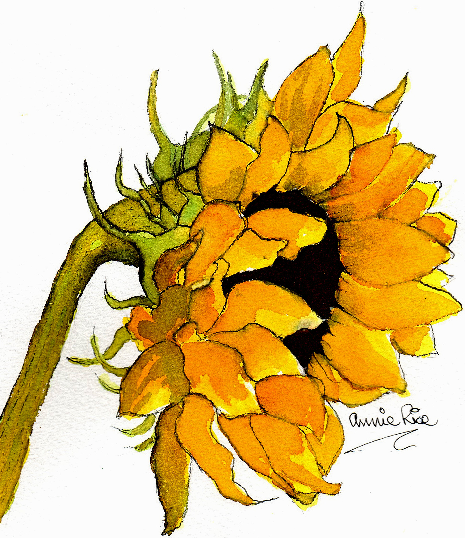 Wenhaston Village Show 21st July 2024