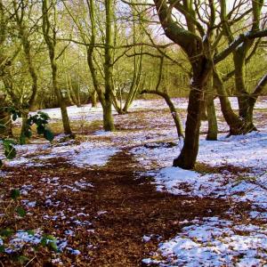 40 Church Heath Little Snow Copy