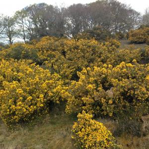 Gorse Blackheath