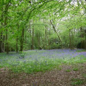 Vicarage Grove Bluebells
