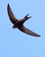 Wenhaston Save Our Swifts Action Group